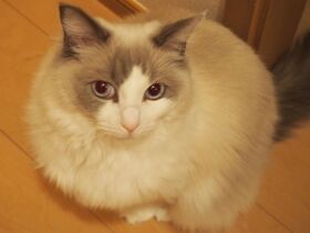 かまってほしいの…　上目遣いのラグドール「ヴィヴィアン」