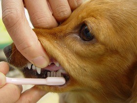 愛犬のオーラルケアは歯ブラシを使うのがベスト！楽しい習慣に