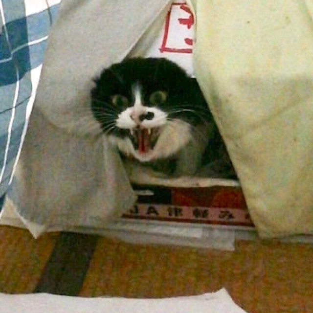 産箱の中から威嚇する母猫さん（画像提供：黒猫クロさん）