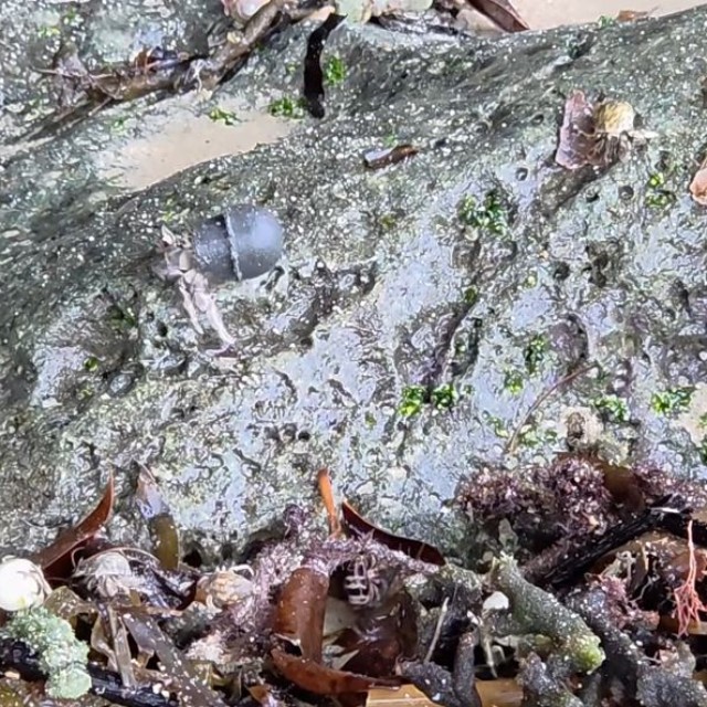 プラスチック製のキャップを背負って歩くヤドカリ／okinawanlifeさん（@akemi74rocks）提供