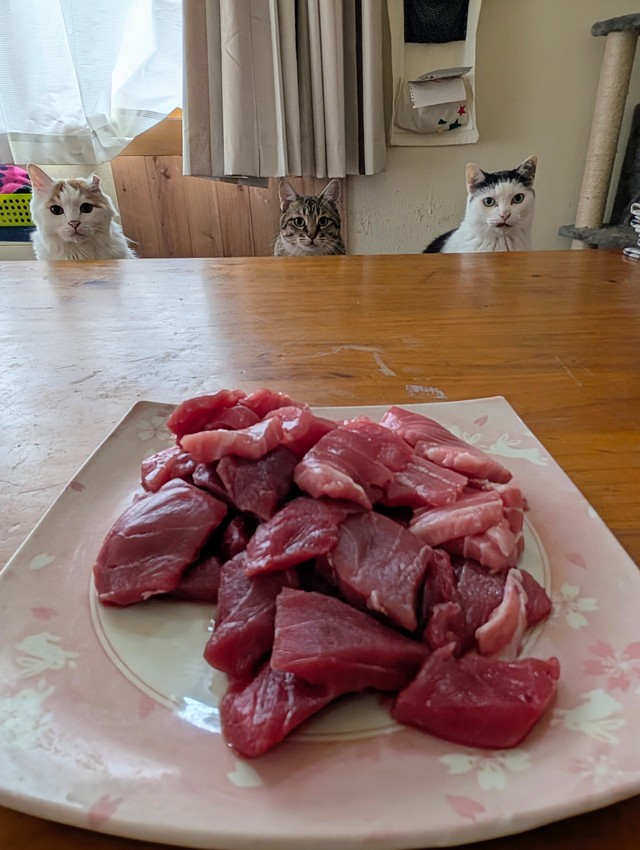 三匹揃ってお待ちかね…左からちゃちゃ（オス・温厚）、きぃーちゃん（メス・おてんば）、プチ（オス・超温厚）（アヴェマナブさん提供）