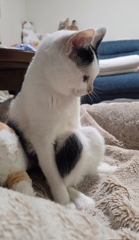 「膝神様」こと、こもちゃん（提供：ちぼさん）