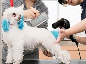 ブローしっかり、モフモフ再び！　トリマー実習に参加してみた