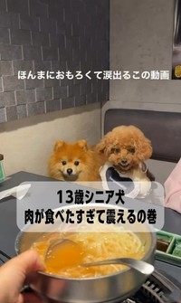 エプロン姿のシニア犬が、お肉を見つめながらブルブルと縦揺れ！？（「먹순이 미엘｜犬連れ韓国旅行🇰🇷」さん提供、Instagramよりキャプチャ撮影）