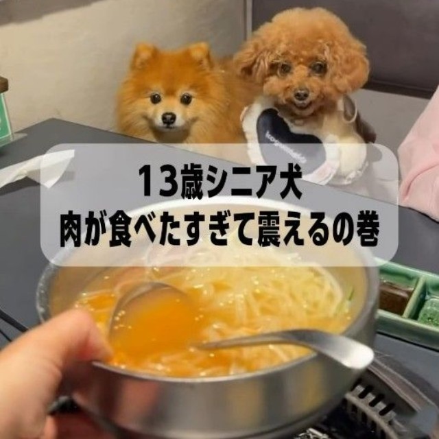 エプロン姿のシニア犬が、お肉を見つめながらブルブルと縦揺れ！？（「먹순이 미엘｜犬連れ韓国旅行🇰🇷」さん提供、Instagramよりキャプチャ撮影）