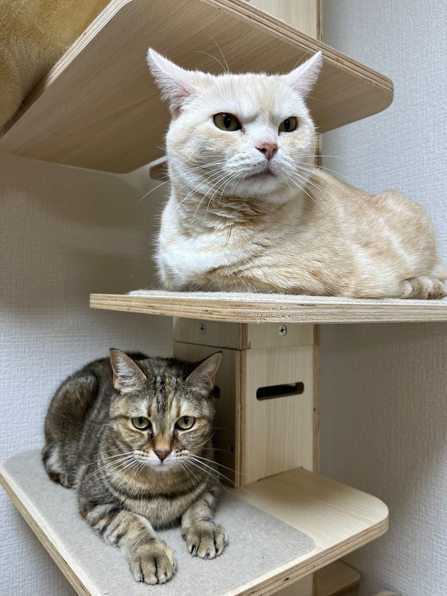 クリスマスって毎年あるの！？＝さくらとかえで（@marshallizm9）提供