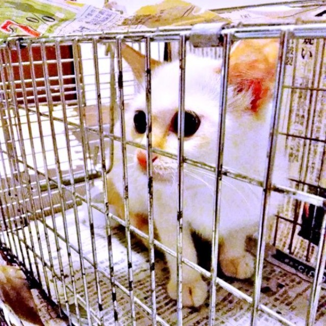 2018年8月6日保護時のひなたちゃん（画像提供：hinataさん）