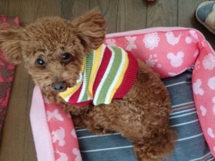 家にきたころの「茶茶」