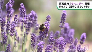 ラベンダーが見頃　上品な香りが広がる　宮城・東松島市