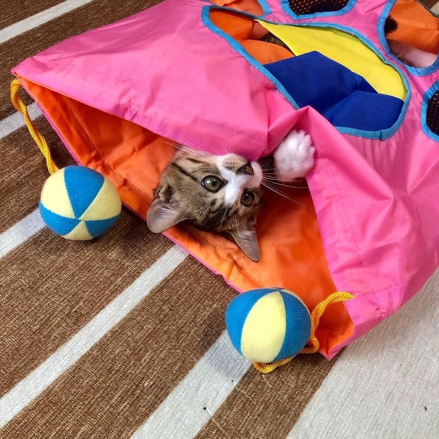 おもちゃで遊ぶのが大好き