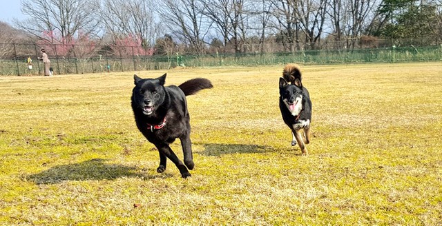 ドッグランで走る笑顔の姉妹（提供：なおしゃんさん）