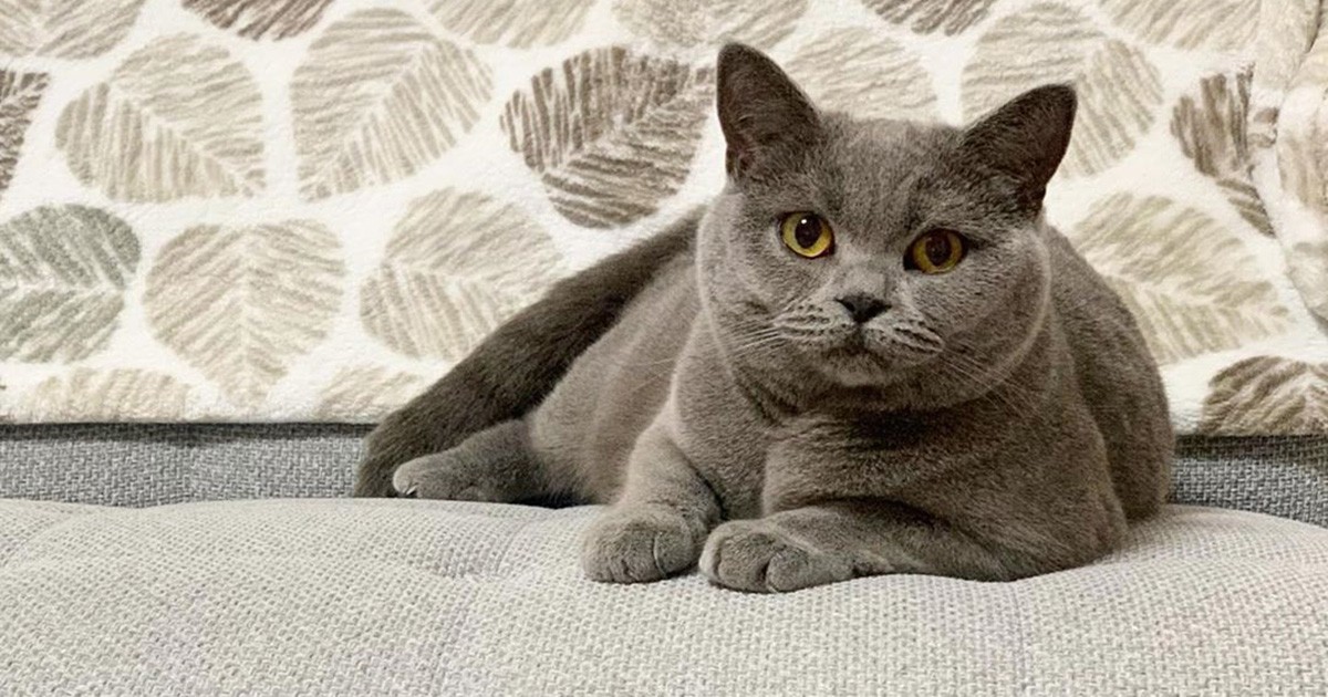 そろそろ寝ましょう ブリティッシュショートヘア ジャスミン 犬 猫との幸せな暮らしのためのペット情報サイト Sippo