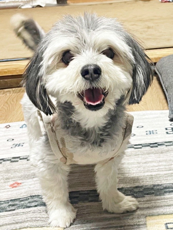 にっこり笑顔が愛らしいつんちゃん（画像提供：つんこむさん）