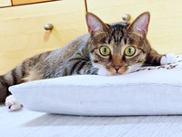 保護当時、推定1歳だったみとんちゃん（画像提供：しじみとんさん）