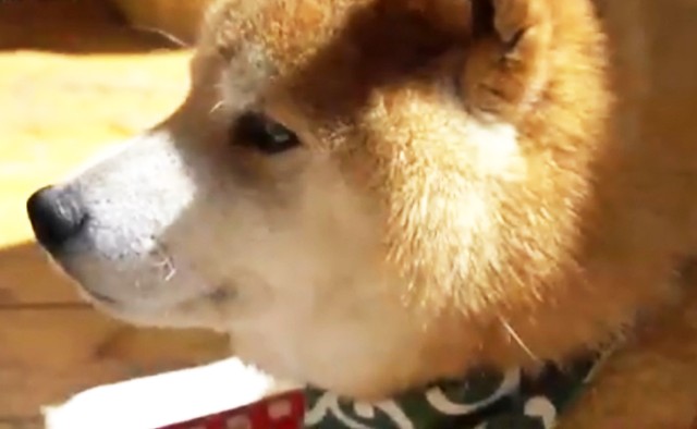 リッパーくんは「高齢」「目が見えない」「フィラリア陽性」というハンデを背負っていました