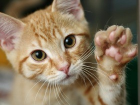 肉球でぴしゃり　猫の必殺技・猫パンチ！その役割とは？