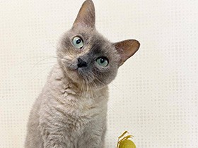 お風呂に入れるとカーリーヘアがパンチパーマになっちゃう？　ラパーマ「あや」