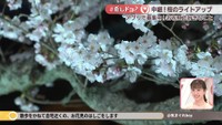 【中継】公渕森林公園でサクラのライトアップ　キッチンカー出店や和傘などのフォトスポットも　高松市〈#推しドコ？〉