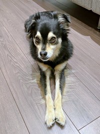 前足のふさふさの被毛も愛らしいチョコちゃん（画像提供：チョコさん）