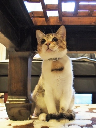 かくれんぼ上手