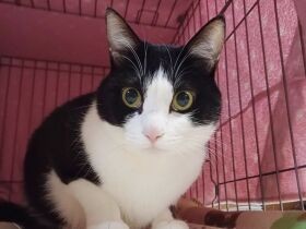 早く来ないかにゃ　大好きな同居犬を待ち伏せする雑種猫「大福」