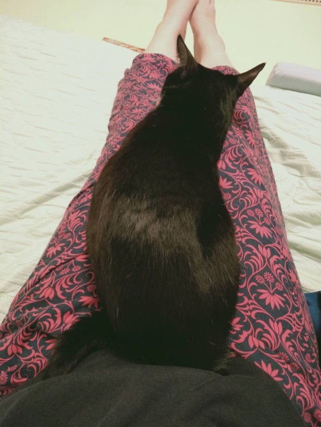 今では谷口さんの膝に乗って甘えるように