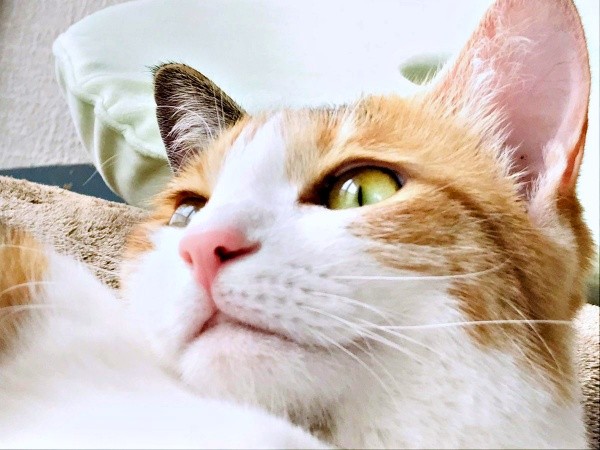 保護時は鼻水で鼻まわりが汚れていたサラちゃん。現在はこの通り、真っ白できれいなマズルになりました（画像提供：にゃさん）