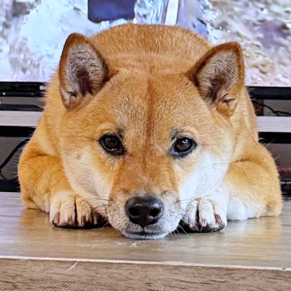 無言の圧を送るうにちゃん。足元は…（画像提供：柴犬のうにさんと白柴のふぐさん）