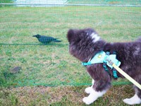 散歩中、カラスと遭遇したいぬくん（画像提供：@i_n_u_k_u_n）