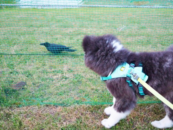 散歩中、カラスと遭遇したいぬくん（画像提供：@i_n_u_k_u_n）