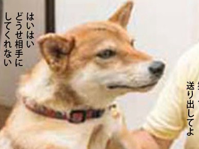 楽しいことに没頭している時はスルー　柴犬流　シカトの極意②