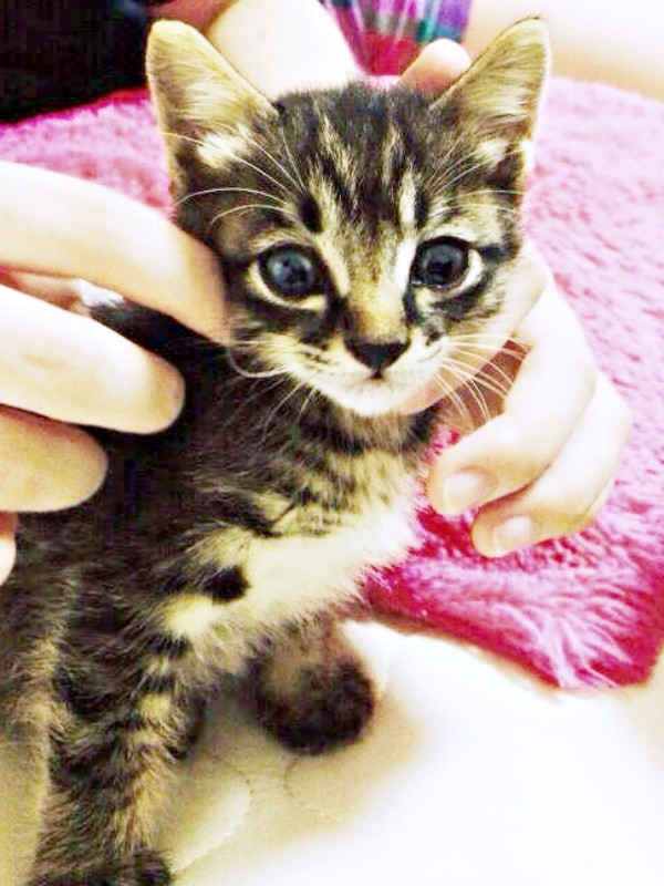 保護後、保護主さんが撮影した子猫の正宗くん（画像提供：よしゅあさん）