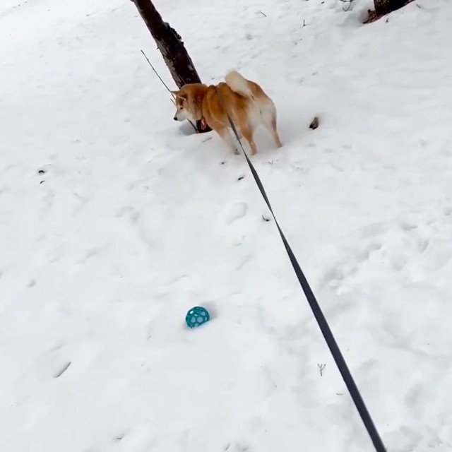 チラッ（動画よりキャプチャ、画像提供：柴犬ハルさん）