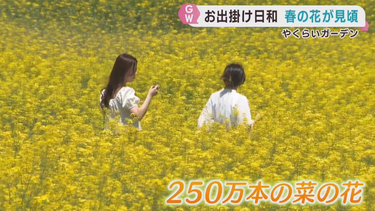 ビオラや菜の花が咲き誇る　やくらいガーデンで春の花見頃　宮城・加美町