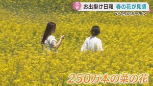 ビオラや菜の花が咲き誇る　やくらいガーデンで春の花見頃　宮城・加美町