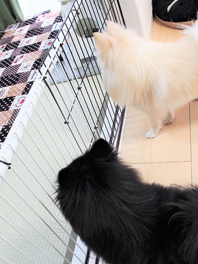 「モップちゃん、こっちおいでよ～」