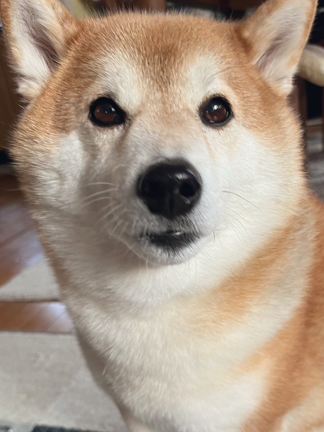 つぶらな瞳がチャーミング（動画よりキャプチャ、画像提供：柴犬ハルさん）