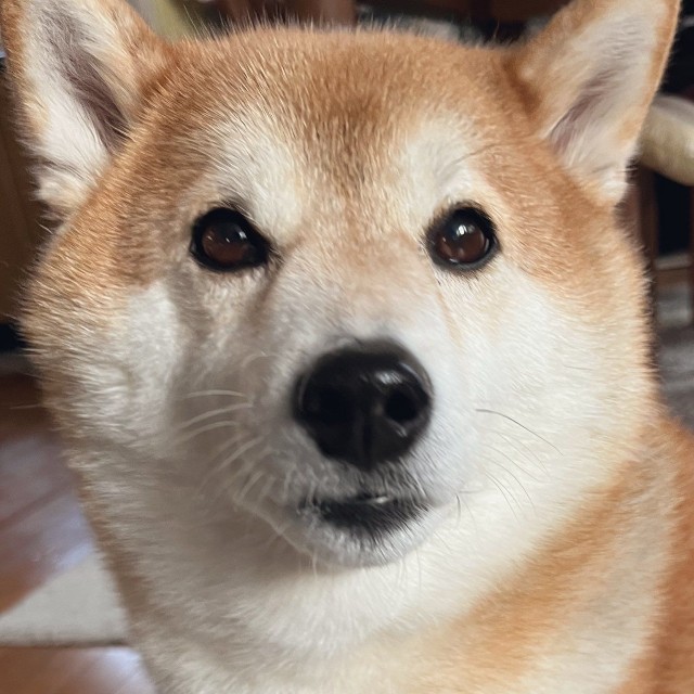 つぶらな瞳がチャーミング（動画よりキャプチャ、画像提供：柴犬ハルさん）