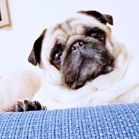 サッとこちらを振り返ったぽんずちゃん（画像提供：パグのぽんずさん）