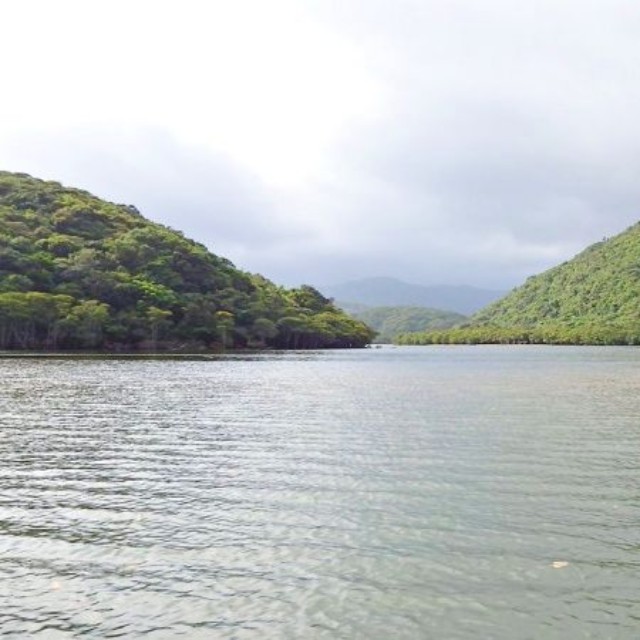 西表島の浦内川（画像提供：gentilisさん）