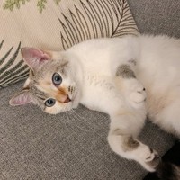 毎日のんびり過ごしているにゃ