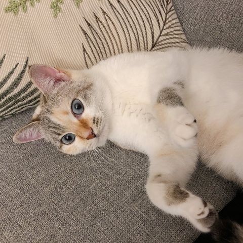 毎日のんびり過ごしているにゃ