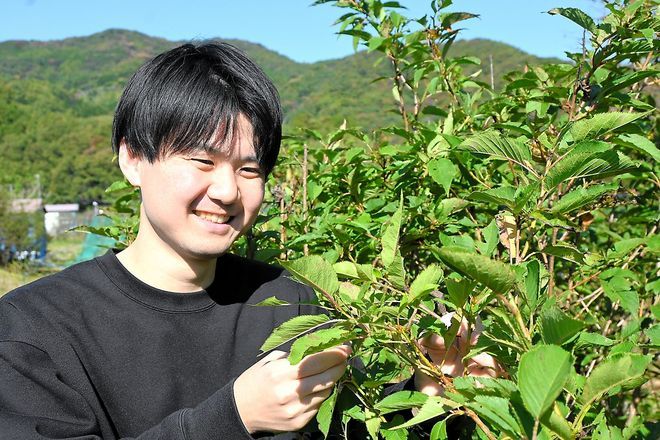 Student’s cup of tea: Making drinks from caterpillar poop