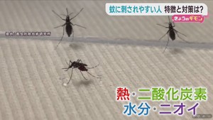 蚊の季節　２５℃～３０℃で活動が活発に　刺されやすい人の特徴や刺されないための対処