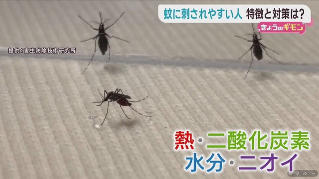 蚊の季節　２５℃～３０℃で活動が活発に　刺されやすい人の特徴や刺されないための対処