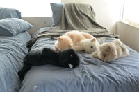 ぐにゃぐにゃとくつろぐ猫のぬいぐるみ