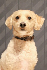 ３歳になったフク。ちょっとおすまし顔？（アキサワリョウタさん提供）