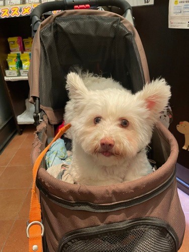 外は苦手だけれど、大人しくお出かけすることはできる（井上菊さん提供）