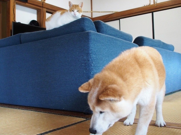 グルグル歩き回るコタロウを見つめるヤンマー