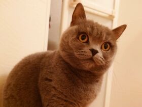 入浴中の飼い主さんを独り占めして遊ぶにゃ　ブリティッシュショートヘア「むむこ」